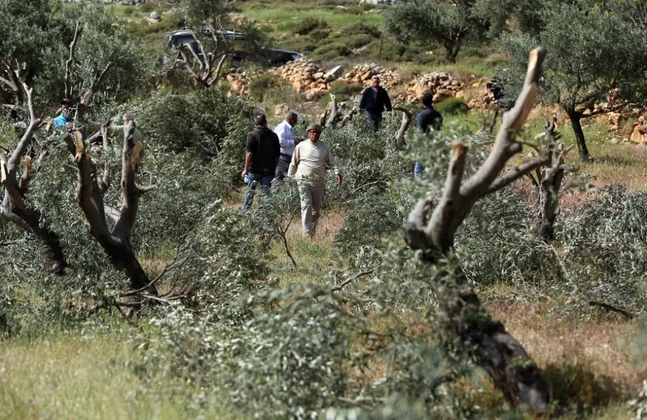 مستعمرون يتلفون أشجار ومحاصيل زراعية وآخرون يطاردون الرعاة جنوب الخليل